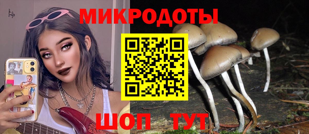 Псилоцибиновые грибы Psilocybe Краснодар